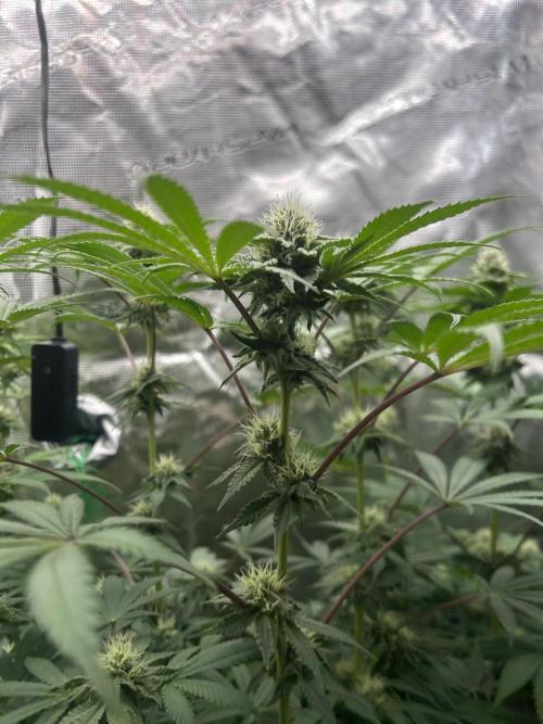 Radical juice. Week 5