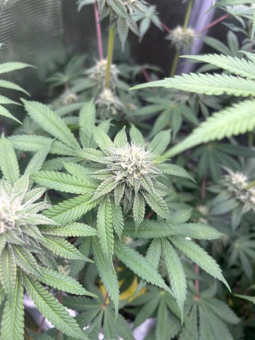 Radical juice. Week 5