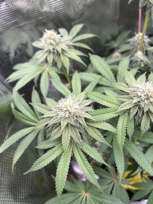 Radical juice. Week 5