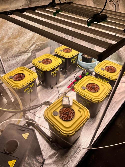 RDWC - Gorilla Haze (First Grow). Week 0