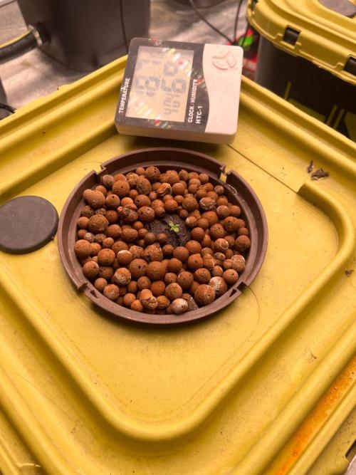 RDWC - Gorilla Haze (First Grow). Week 0