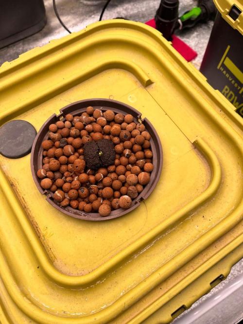 RDWC - Gorilla Haze (First Grow). Week 0