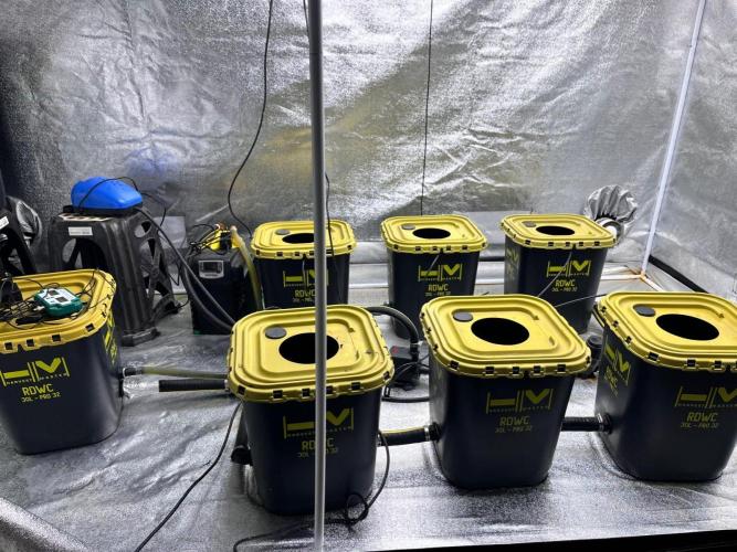 RDWC - Gorilla Haze (First Grow). Week 0