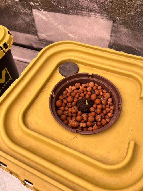 RDWC - Gorilla Haze (First Grow). Week 0