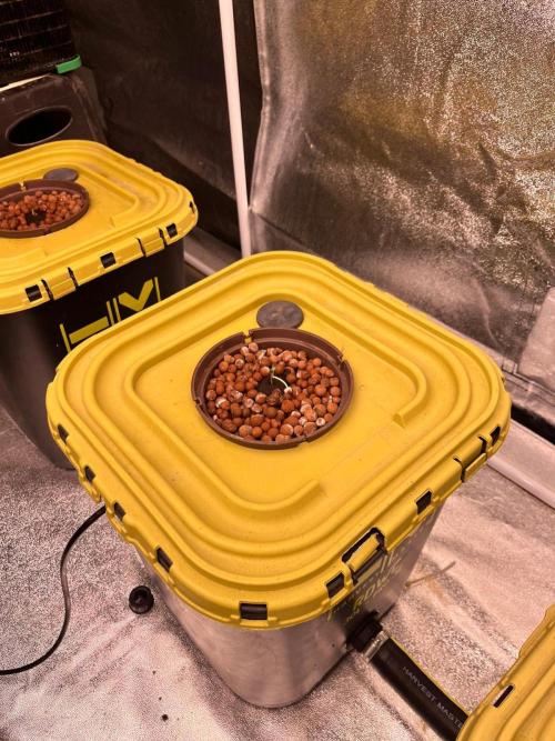 RDWC - Gorilla Haze (First Grow). Week 0