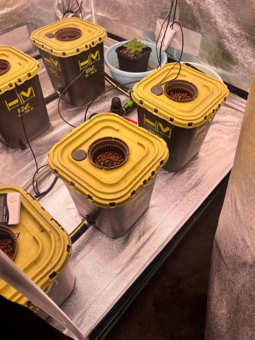 RDWC - Gorilla Haze (First Grow). Week 1