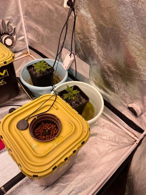 RDWC - Gorilla Haze (First Grow). Week 1