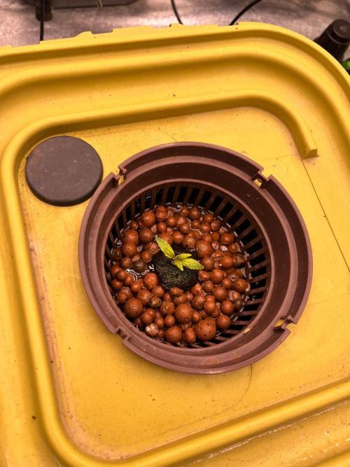 RDWC - Gorilla Haze (First Grow). Week 2