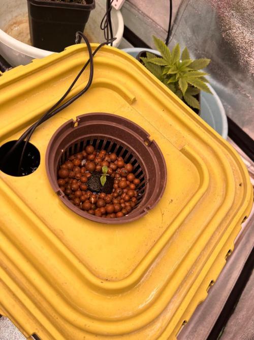 RDWC - Gorilla Haze (First Grow). Week 2