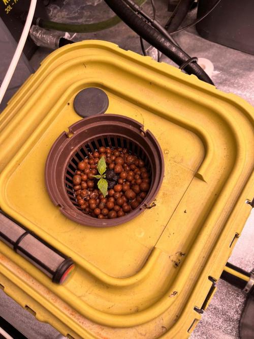 RDWC - Gorilla Haze (First Grow). Week 2