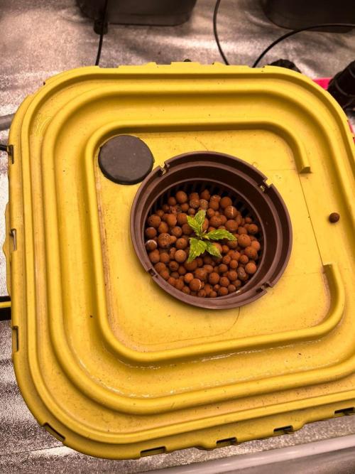 RDWC - Gorilla Haze (First Grow). Week 2 - 25.01