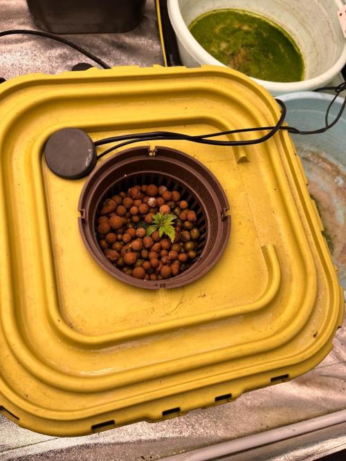 RDWC - Gorilla Haze (First Grow). Week 2 - 25.01