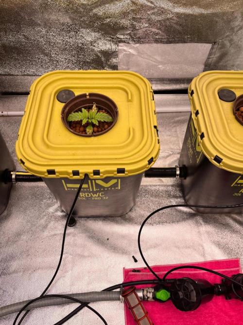 RDWC - Gorilla Haze (First Grow). Week 2 - 25.01