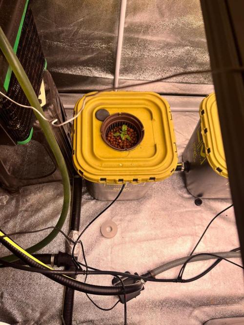 RDWC - Gorilla Haze (First Grow). Week 2 - 25.01