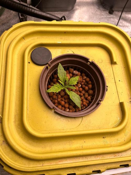 RDWC - Gorilla Haze (First Grow). Week 2 - 25.01