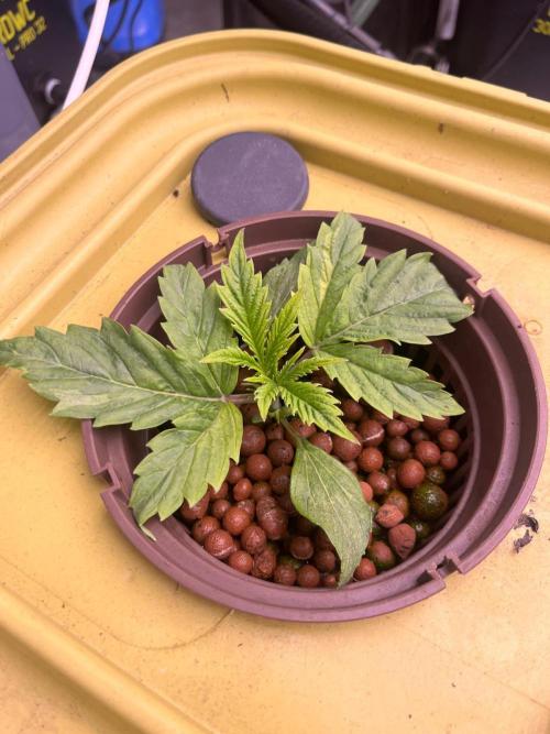 RDWC - Gorilla Haze (First Grow). Week 3 - 30.01