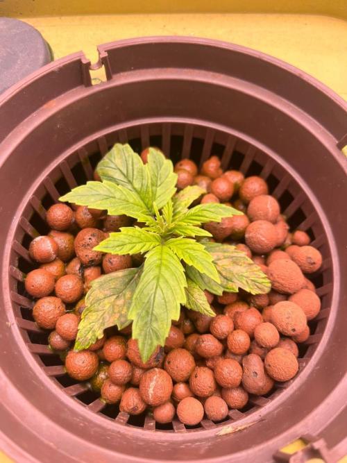 RDWC - Gorilla Haze (First Grow). Week 3 - 30.01