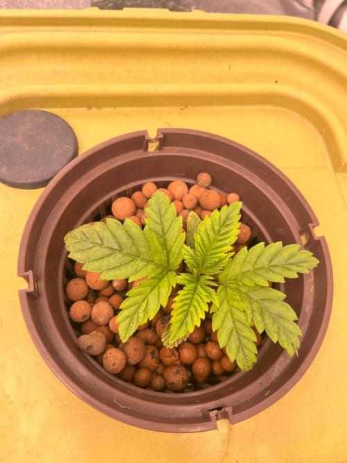 RDWC - Gorilla Haze (First Grow). Week 3 - 30.01