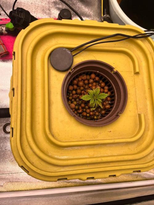 RDWC - Gorilla Haze (First Grow). Week 3 - 30.01