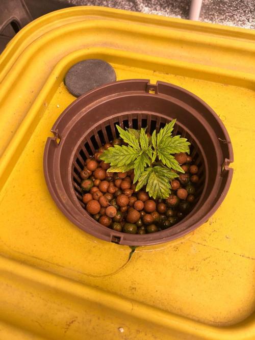 RDWC - Gorilla Haze (First Grow). Week 3 - 30.01