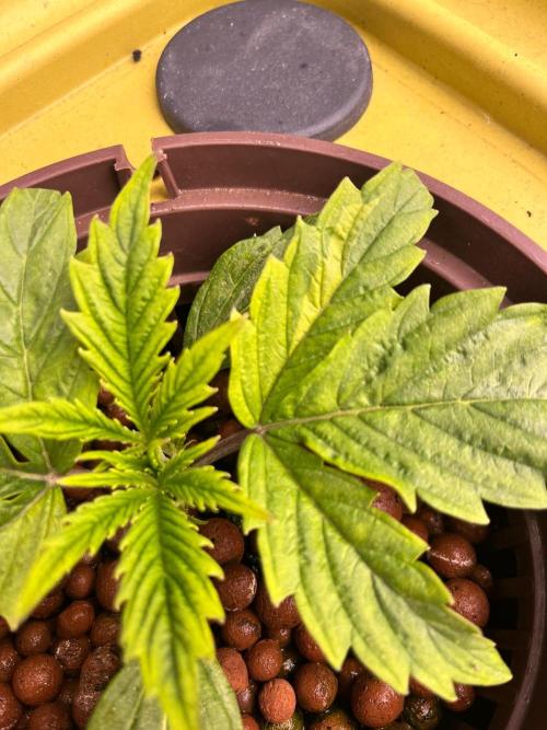 RDWC - Gorilla Haze (First Grow). Week 3 - 30.01