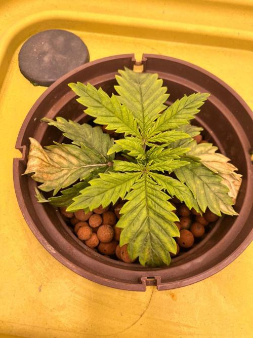 RDWC - Gorilla Haze (First Grow). Week 3 - 30.01