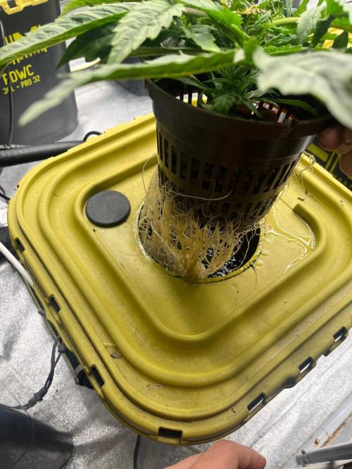 RDWC - Gorilla Haze (First Grow). Week 3 - 04.02