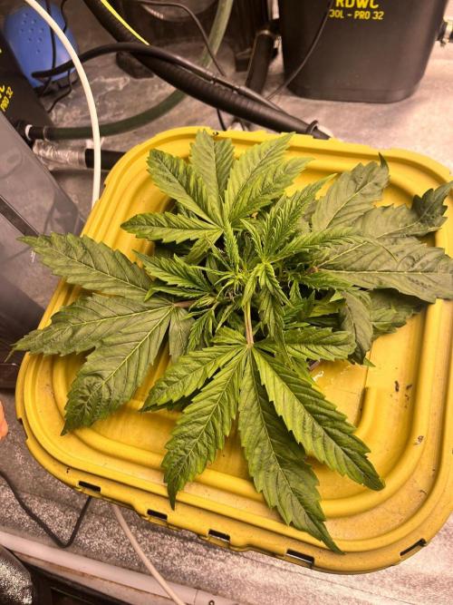 RDWC - Gorilla Haze (First Grow). Week 3 - 04.02