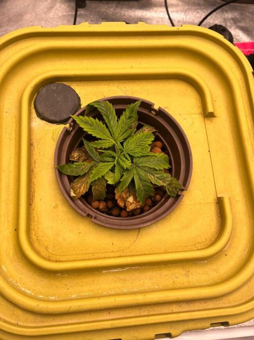 RDWC - Gorilla Haze (First Grow). Week 3 - 04.02