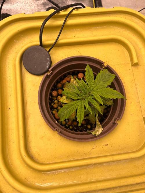 RDWC - Gorilla Haze (First Grow). Week 3 - 04.02