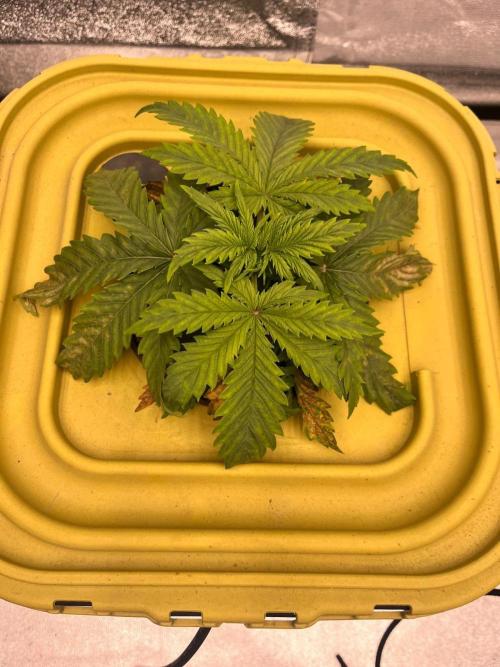 RDWC - Gorilla Haze (First Grow). Week 3 - 04.02