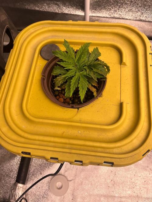 RDWC - Gorilla Haze (First Grow). Week 3 - 04.02