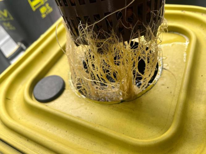 RDWC - Gorilla Haze (First Grow). Week 3 - 04.02