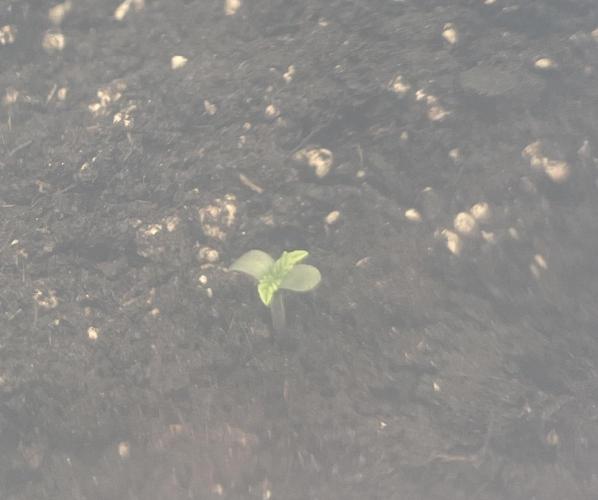 First 🌱💚. Week 0