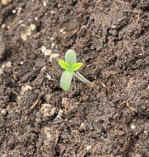 First 🌱💚. Week 0