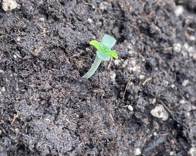 First 🌱💚. Week 0