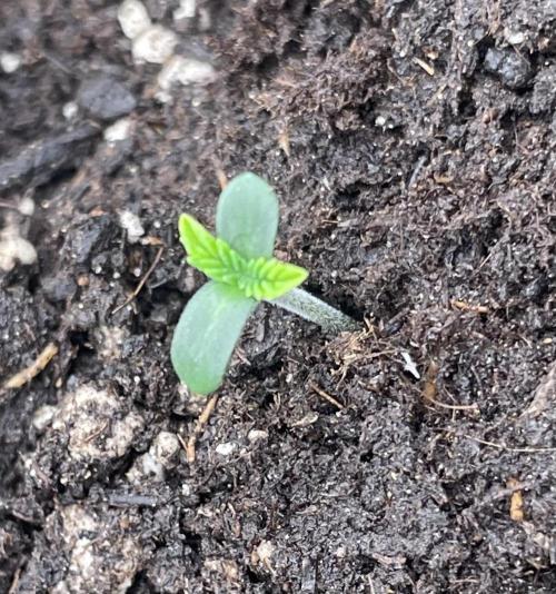 First 🌱💚. Week 0