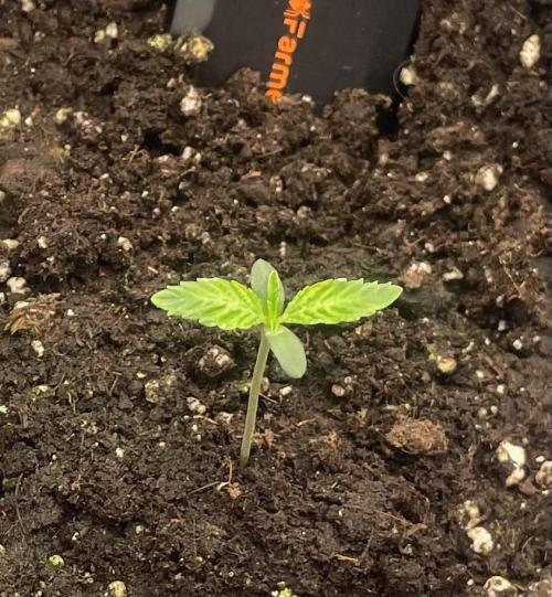 First 🌱💚. Week 0
