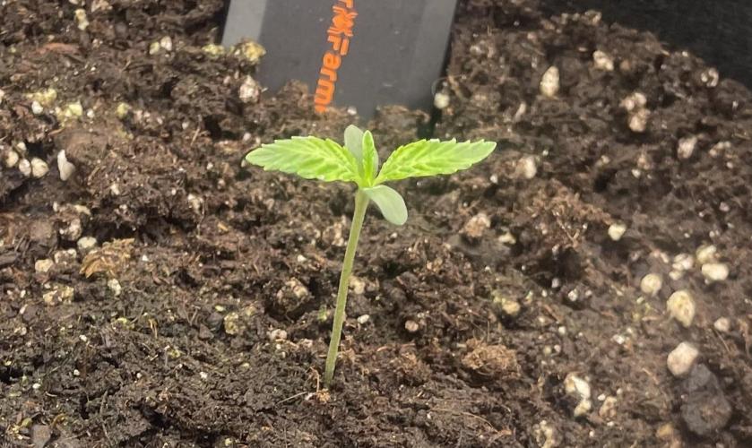 First 🌱💚. Week 0