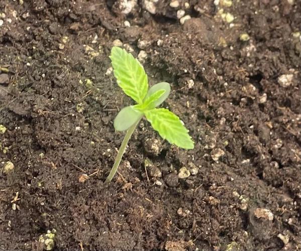 First 🌱💚. Week 0