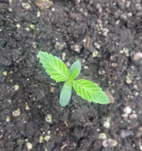 First 🌱💚. Week 0