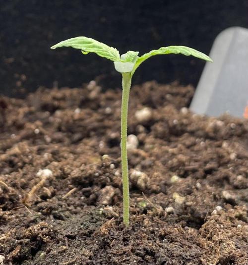 First 🌱💚. Week 0