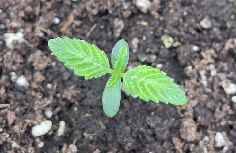 First 🌱💚. Week 0