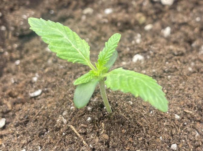 First 🌱💚. Week 1