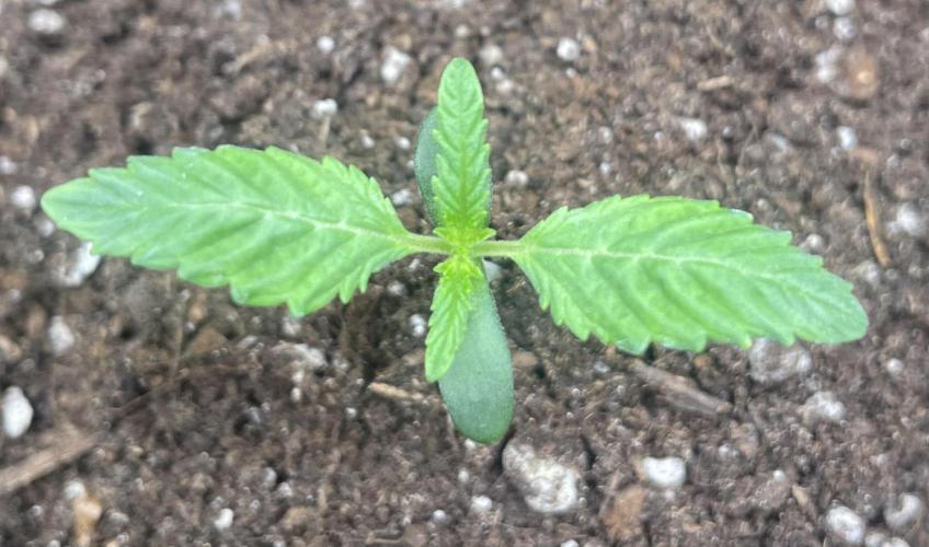 First 🌱💚. Week 1