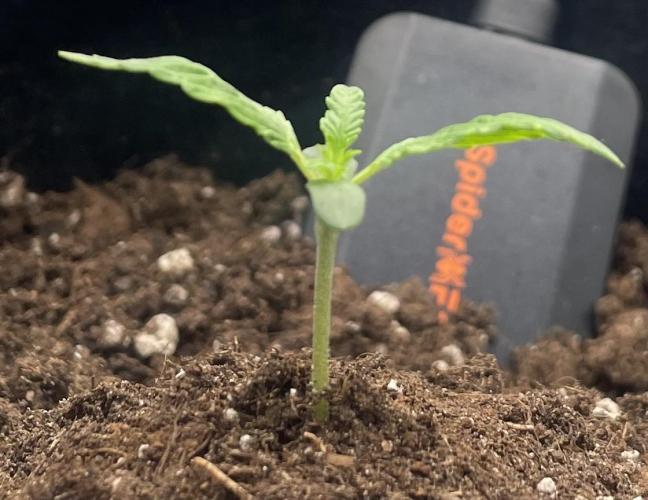 First 🌱💚. Week 1