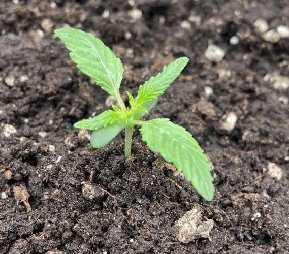 First 🌱💚. Week 1