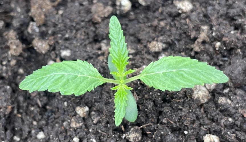 First 🌱💚. Week 1