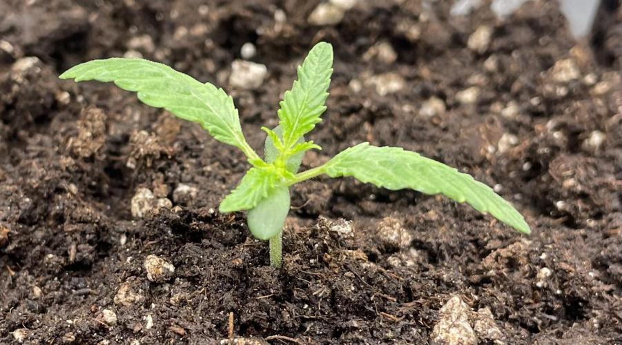 First 🌱💚. Week 1