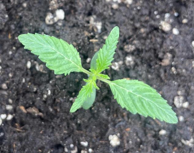 First 🌱💚. Week 1